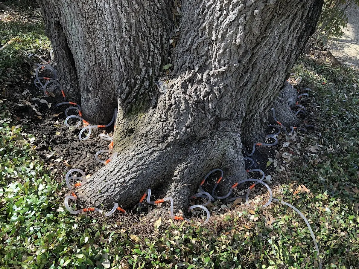 Detailed Tree Cabling and Bracing job site in Thompsonville
